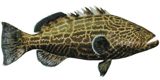 Black Grouper Fish Mount