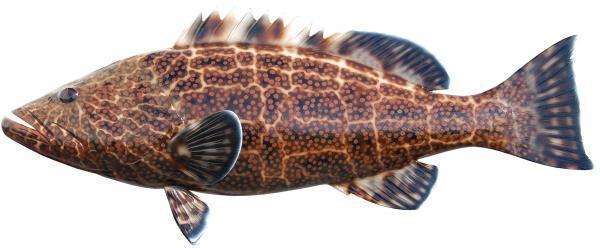 Black Grouper Fish Mount