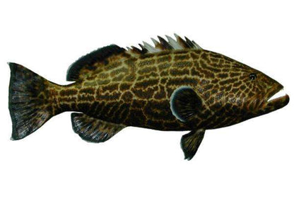 Black Grouper Fish Mount