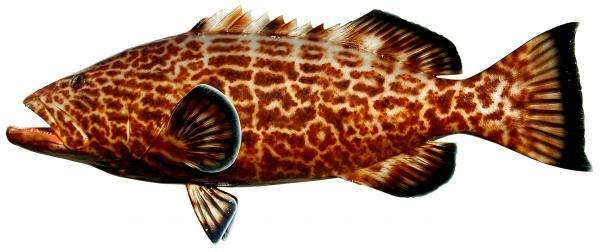 Black Grouper Fish Mount