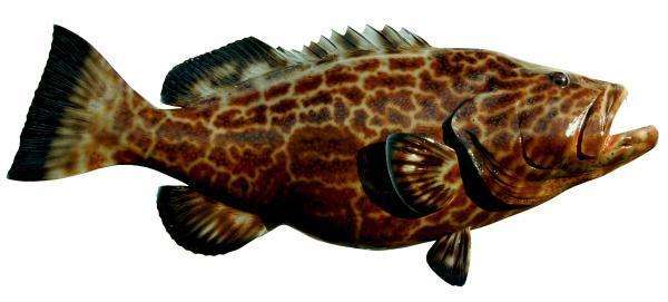 Black Grouper Fish Mount