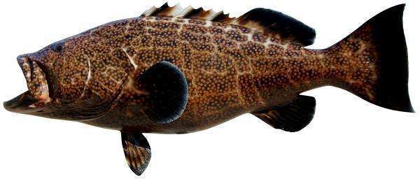 Black Grouper Fish Mount