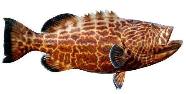 Black Grouper Fish Mount