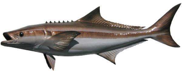 Cobia Fish Mount