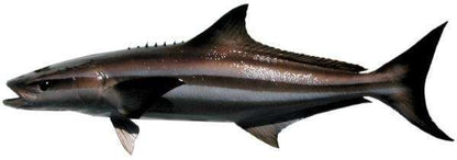 Cobia Fish Mount