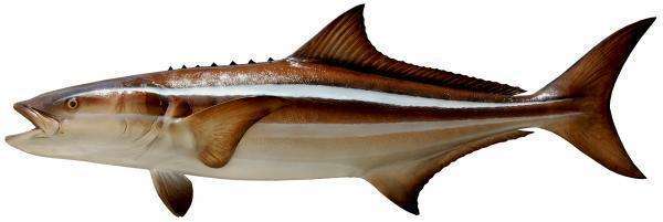 Cobia Fish Mount