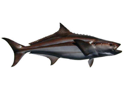 Cobia Fish Mount