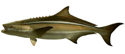 Cobia Fish Mount