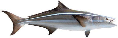 Cobia Fish Mount