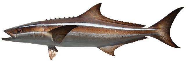 Cobia Fish Mount