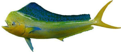 Bull Dolphin Kingsail Fish Mount