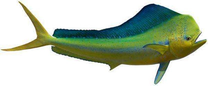 Bull Dolphin Kingsail Fish Mount