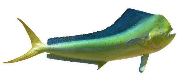 Bull Dolphin Kingsail Fish Mount