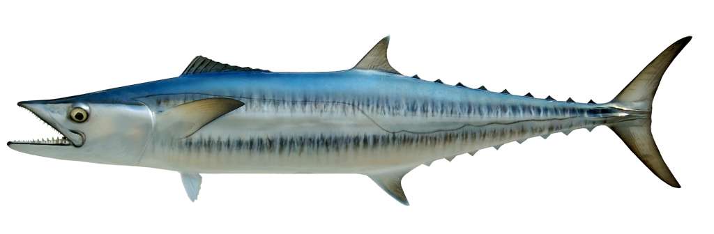 Kingfish Fish Mount