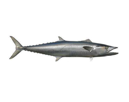 Kingfish Fish Mount