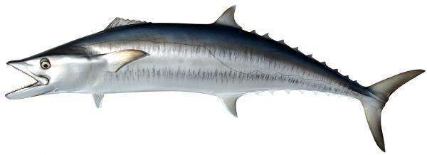 Kingfish Fish Mount