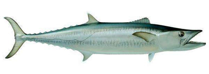 Kingfish Fish Mount