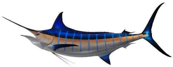 Blue Marlin Fish Mount