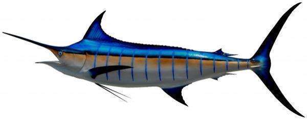 Blue Marlin Fish Mount