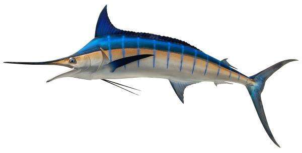 Blue Marlin Fish Mount