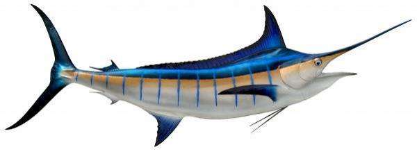 Blue Marlin Fish Mount