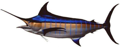 Blue Marlin Fish Mount