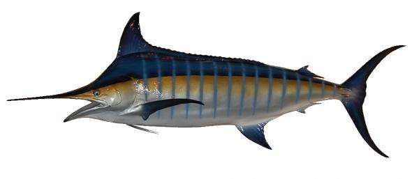 Blue Marlin Fish Mount