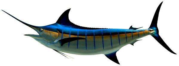 Blue Marlin Fish Mount