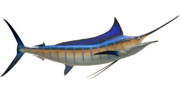 Blue Marlin Fish Mount