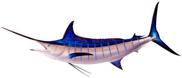 Blue Marlin Fish Mount