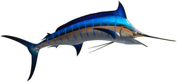 Blue Marlin Fish Mount