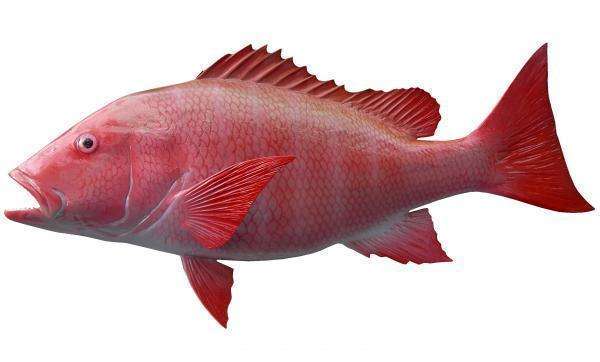 Red Snapper Fish Mount