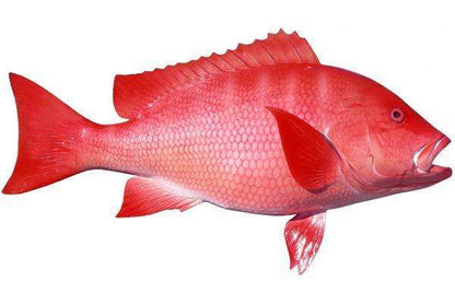 Red Snapper Fish Mount