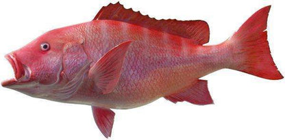 Red Snapper Fish Mount