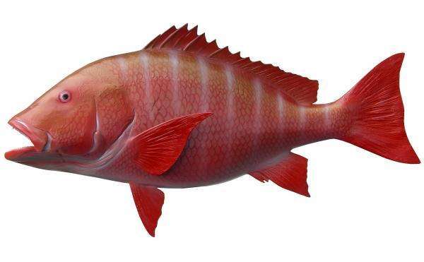 Red Snapper Fish Mount