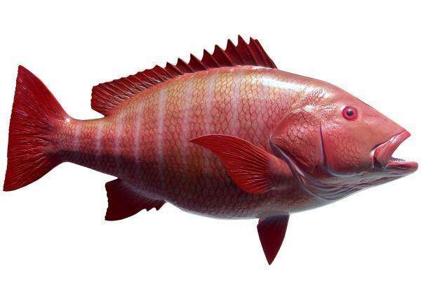 Red Snapper Fish Mount