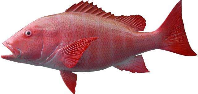 Red Snapper Fish Mount