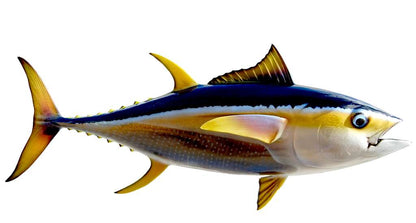 Yellowfin Tuna Fish Mount