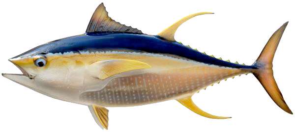 Yellowfin Tuna Fish Mount