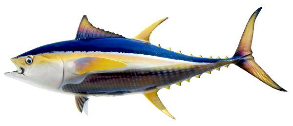 Yellowfin Tuna Fish Mount