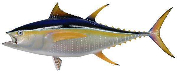 Yellowfin Tuna Fish Mount