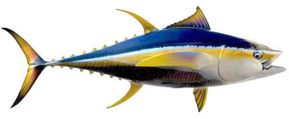 Yellowfin Tuna Fish Mount