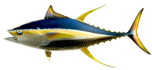 Yellowfin Tuna Fish Mount