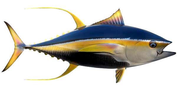 Yellowfin Tuna Fish Mount