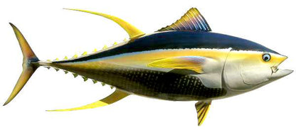 Yellowfin Tuna Fish Mount