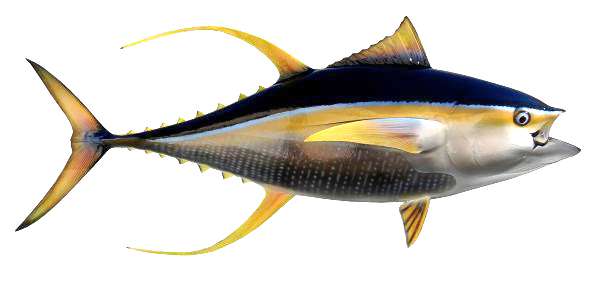 Yellowfin Tuna Fish Mount