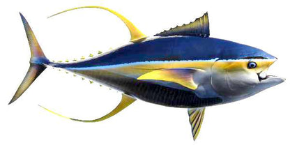 Yellowfin Tuna Fish Mount