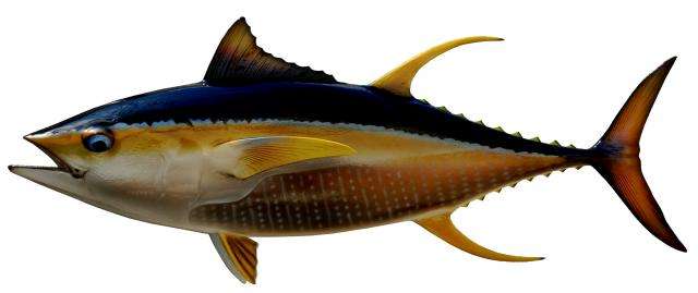 Yellowfin Tuna Fish Mount