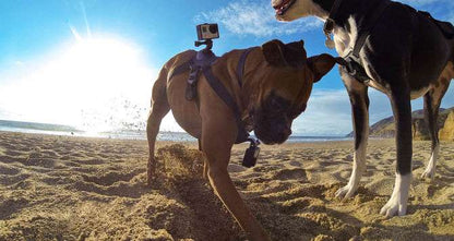 GoPro Fetch Dog Harness