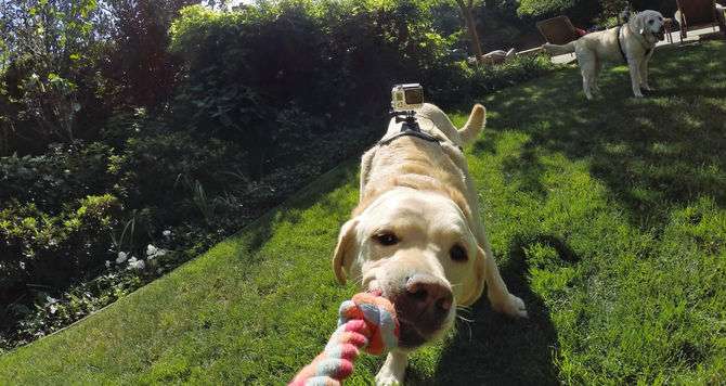 GoPro Fetch Dog Harness